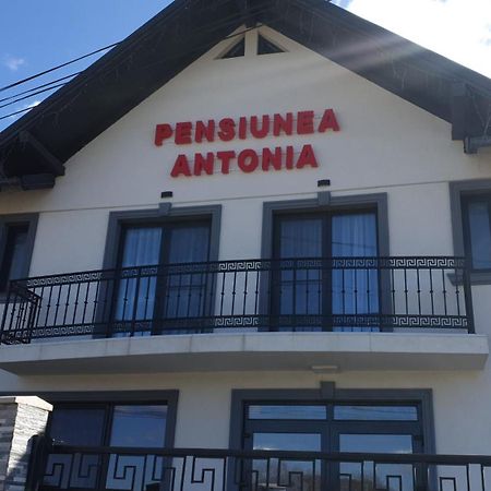Pensiunea Antonia Máramarossziget Kültér fotó